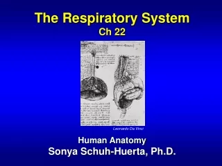 The Respiratory System Ch 22 Human Anatomy Sonya Schuh-Huerta, Ph.D.