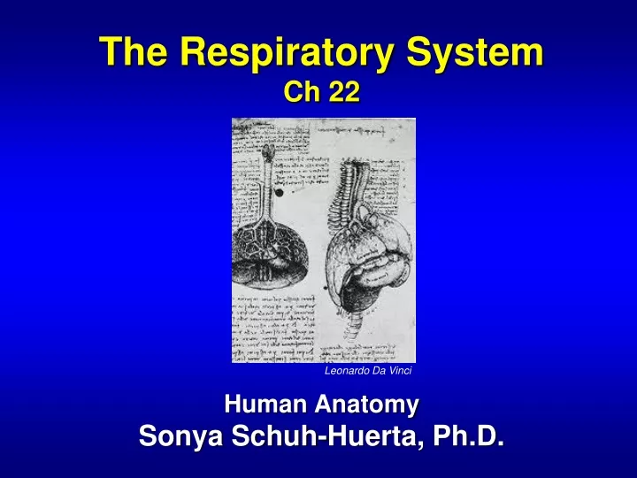 the respiratory system ch 22 human anatomy sonya