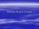 Complete Guide: Human Muscle Groups and Movements - slide 1
