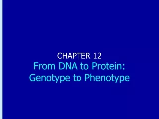 CHAPTER 12 From DNA to Protein: Genotype to Phenotype