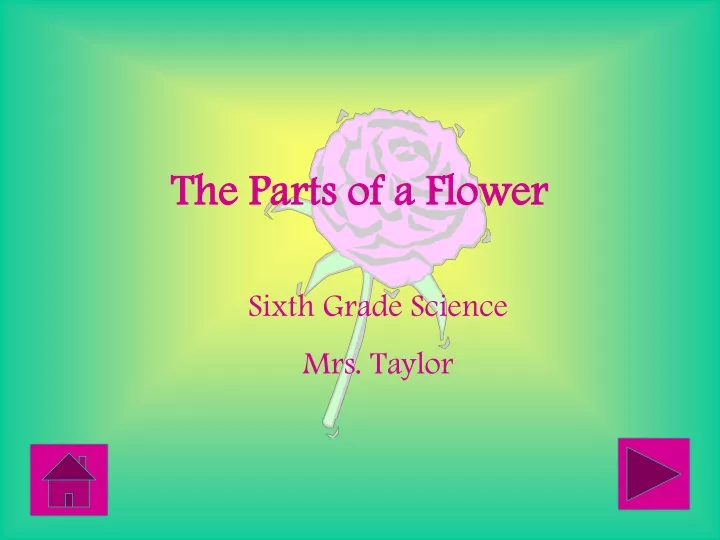 the parts of a flower