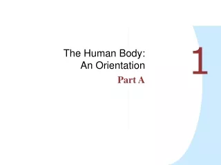 The Human Body: An Orientation Part A