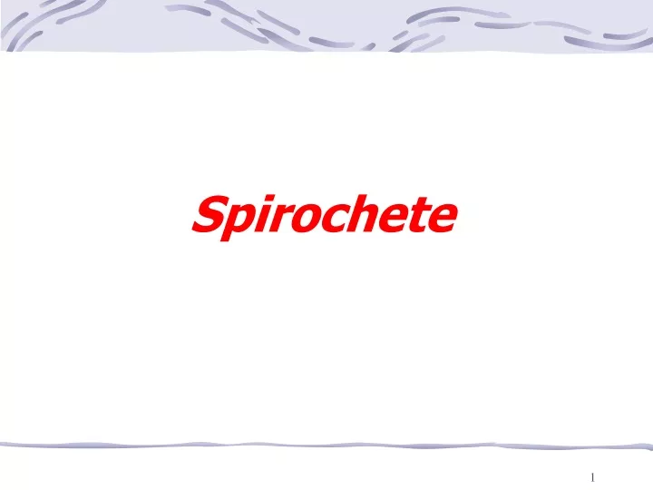 spirochete