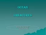 OCEAN  CREATURES