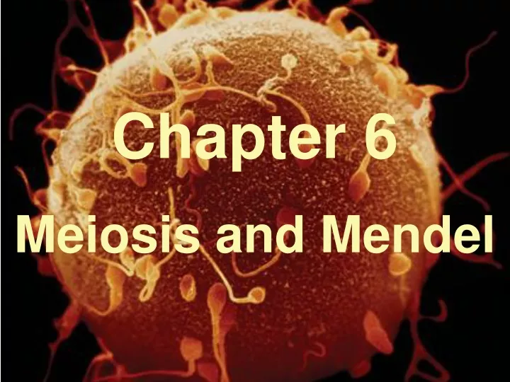 chapter 6 meiosis and mendel