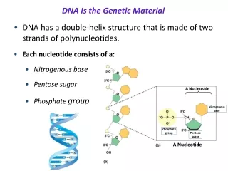 DNA Is the Genetic Material