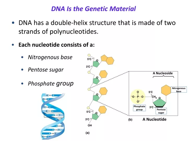 dna is the genetic material