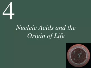 Nucleic Acids and the  Origin of Life