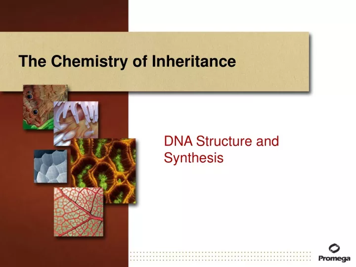 the chemistry of inheritance