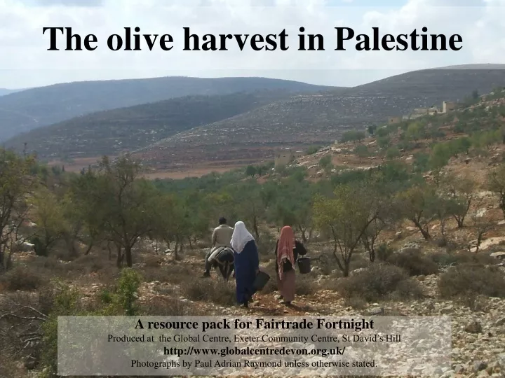 the olive harvest in palestine