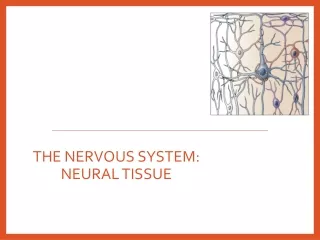 THE NERVOUS SYSTEM: NEURAL TISSUE