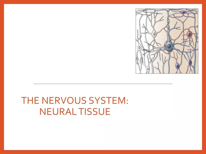 the nervous system neural tissue