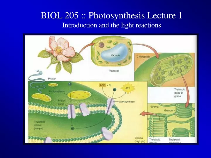 biol 205 photosynthesis lecture 1 introduction