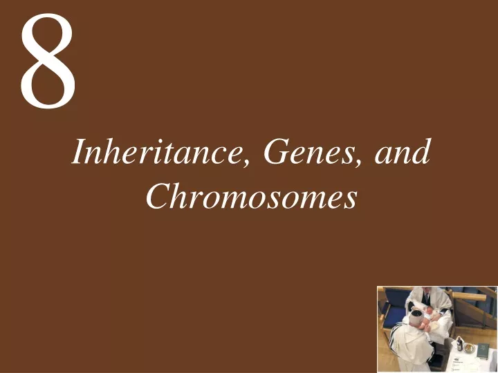 inheritance genes and chromosomes