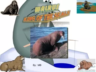 King of the seals