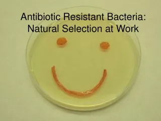 Antibiotic Resistant Bacteria:  Natural Selection at Work