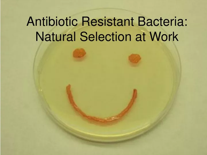 antibiotic resistant bacteria natural selection at work
