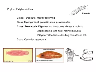 Phylum Platyhelminthes 	Class: Turbellaria- mostly free living