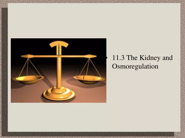 11 3 the kidney and osmoregulation