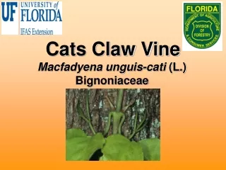 Cats Claw Vine