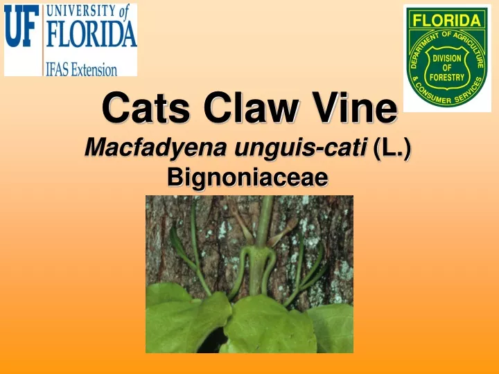 cats claw vine