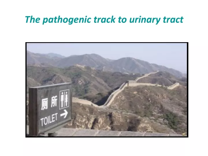 the pathogenic track to urinary tract
