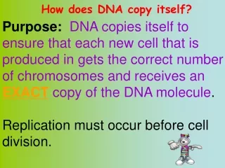 How does DNA copy itself?
