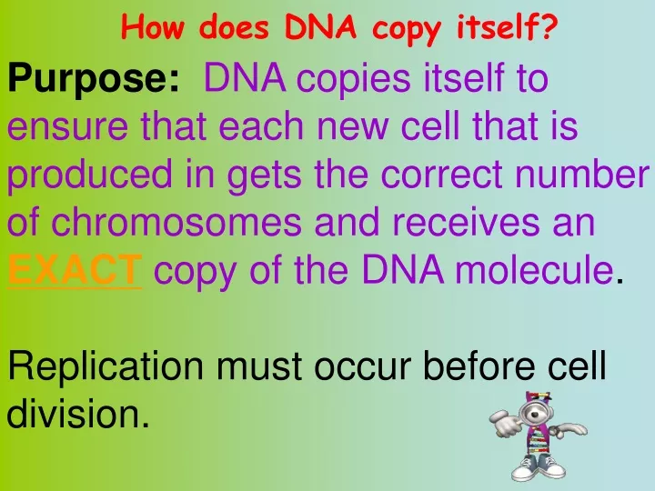 how does dna copy itself