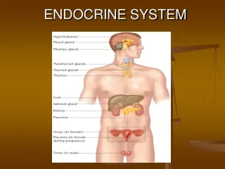 ENDOCRINE SYSTEM