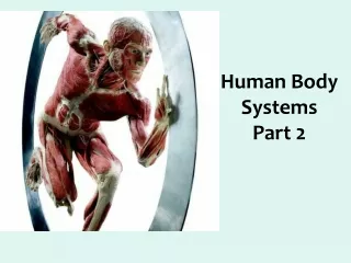 human body systems part 2