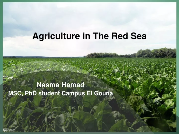 agriculture in the red sea