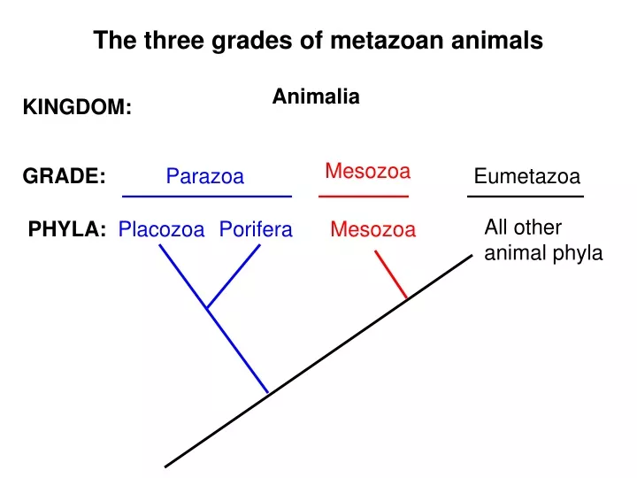 the three grades of metazoan animals