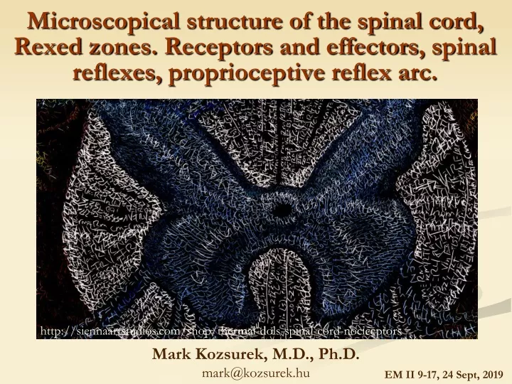microscopical structure of the spinal cord rexed