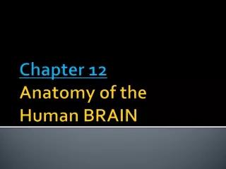 Chapter 12 Anatomy of the  Human BRAIN