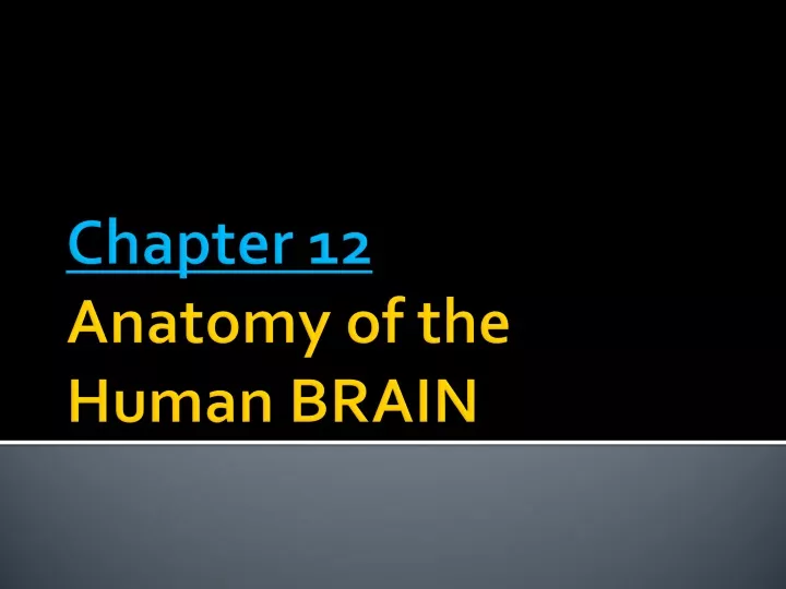 chapter 12 anatomy of the human brain