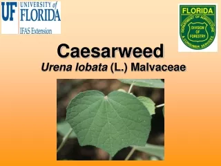 Caesarweed
