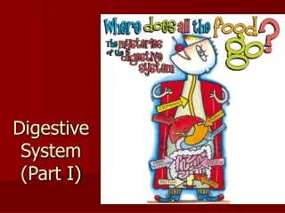 Digestive System (Part I)