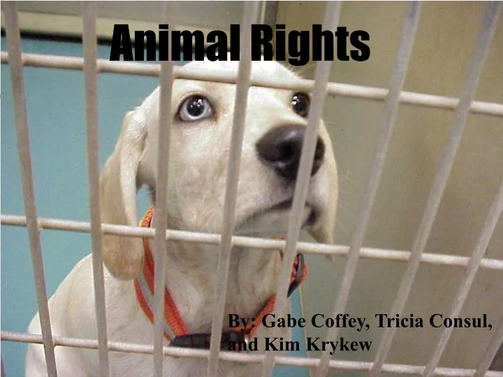 animal rights