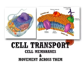 Cell Transport Cell Membranes &amp;  Movement Across Them