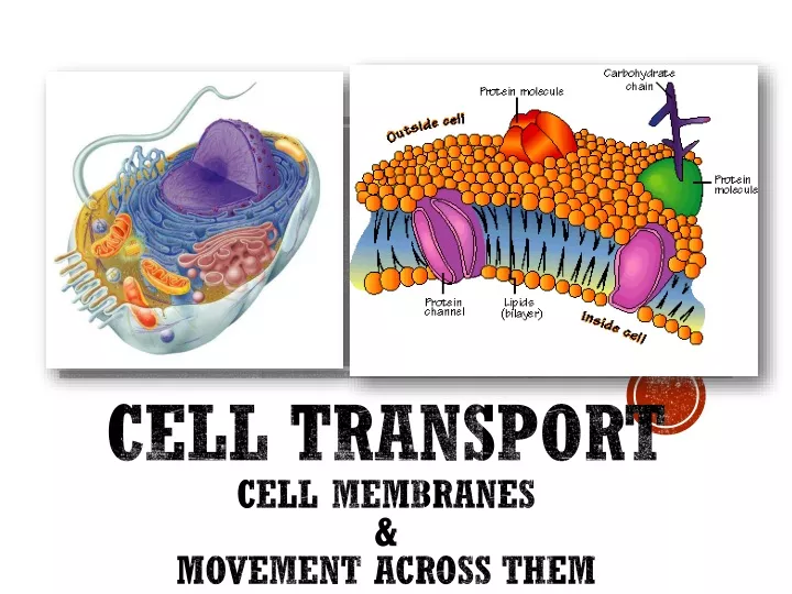 cell transport cell membranes movement across them