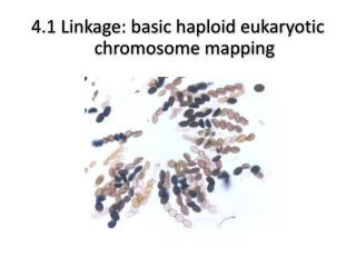 4.1 Linkage: basic haploid eukaryotic chromosome mapping