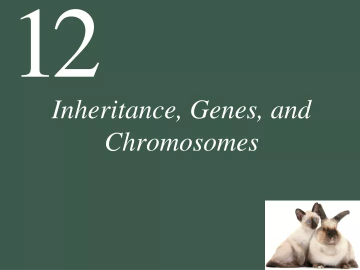 inheritance genes and chromosomes