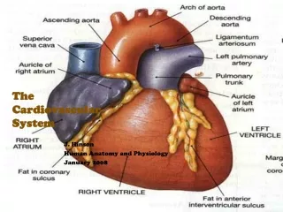 The  Cardiovascular System