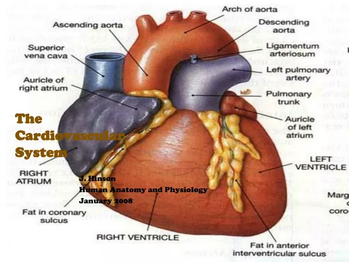 the cardiovascular system