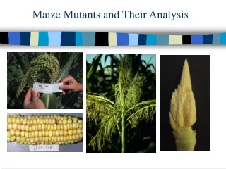 Maize Mutants and Their Analysis