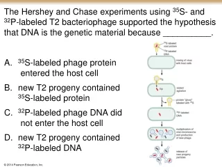 35 S-labeled phage protein  entered the host cell new T2 progeny contained 35 S-labeled protein