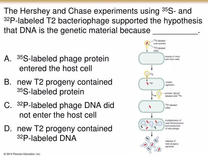 the hershey and chase experiments using