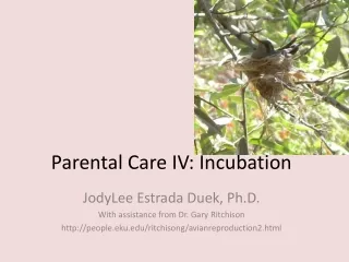 Parental Care IV: Incubation