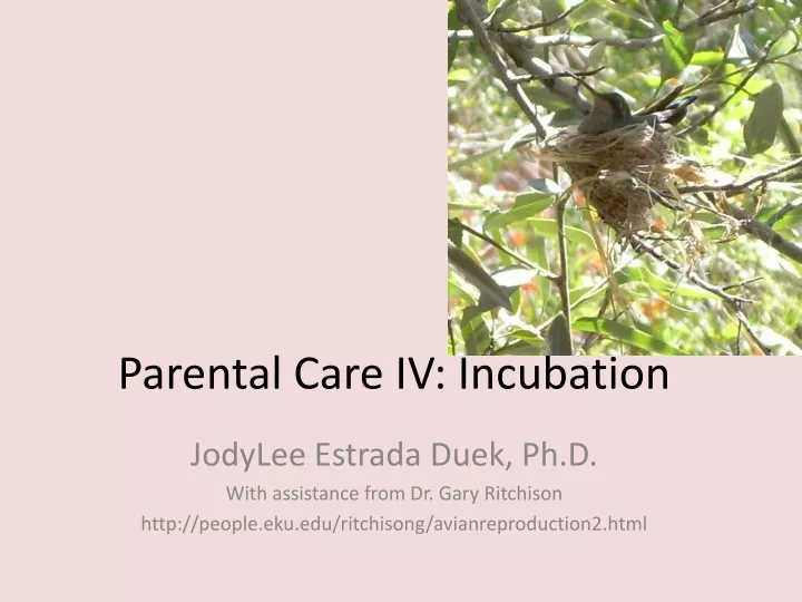 parental care iv incubation