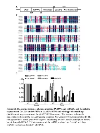 Figure S2. Expression patterns of  OsAHP1  and  OsAHP2 .